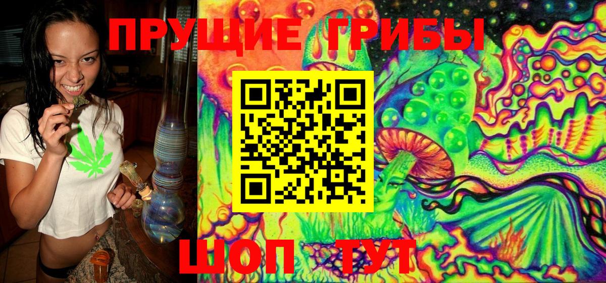 Галлюциногенные грибы Psilocybe Ачхой-Мартан
